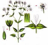 Hain-Sternmiere - Stellaria nemorum L. 