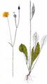 Stalked Willemetia - Willemetia stipitata (Jacq.) Dalla Torre
