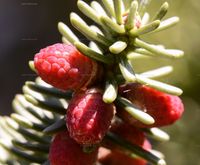 Abies (Tanne) - blühender Zapfen