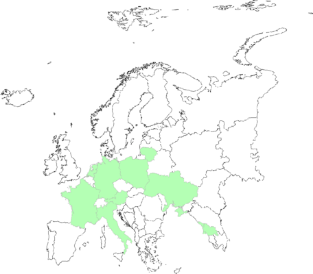 Eragrostis multicaulis