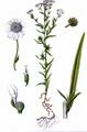 Silver Spray Yarrow - Achillea salicifolia Besser