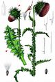 Musk Thistle - Carduus nutans L.