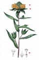 Grand Collomia - Collomia grandiflora Lindl.