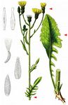 Wiesen-Pippau - Crepis biennis L. 