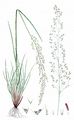 Rasen-Schmiele - Deschampsia cespitosa (L.) P. Beauv.