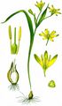 Wald-Gelbstern - Gagea lutea (L.) Ker Gawl.