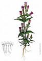 Bitterer Kranzenzian - Gentianella amarella (L.) Börner