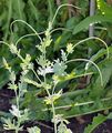 Yellow Horned-Poppy - Glaucium flavum Crantz