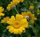 Corn Marigold - Glebionis segetum (L.) Fourr.