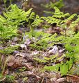 Oak Fern - Gymnocarpium dryopteris (L.) Newman