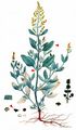 Sea-Purslane - Halimione portulacoides (L.) Aellen