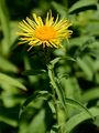Irish Fleabane - Inula salicina L.