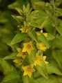 Drüsiger Gilbweiderich - Lysimachia punctata L.