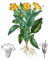 Musk - Mimulus moschatus Lindl.