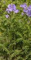 Jacob's-Ladder - Polemonium caeruleum L.