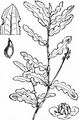 Curled Pondweed - Potamogeton crispus L.