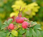 Japanese Rose - Rosa rugosa Thunb.