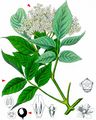 Elder - Sambucus nigra L.