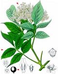 Schwarzer Holunder - Sambucus nigra L. 