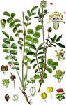 Kleiner Wiesenknopf - Sanguisorba minor Scop. 