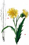 Weißliches Habichtskraut - Schlagintweitia intybacea (All.) Griseb. 