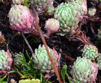 Rock Stonecrop - Sedum forsterianum Sm.