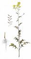 Charlock - Sinapis arvensis L.