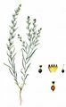 Alpen-Leinblatt - Thesium alpinum L.