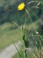 Wiesen-Bocksbart - Tragopogon pratensis L.