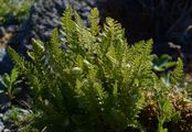 Südlicher Wimperfarn - Woodsia ilvensis (L.) R. Br.