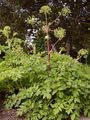 Garden Angelica - Angelica archangelica L.