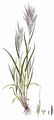 Compact Brome - Anisantha madritensis (L.) Nevski