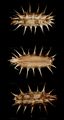 Small Bur-Parsley - Caucalis platycarpos L.