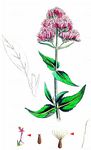 Rote Spornblume - Centranthus ruber (L.) DC. 