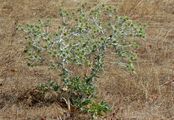 Field Eryngo - Eryngium campestre L.