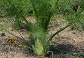 Gewöhnlicher Fenchel - Foeniculum vulgare Mill.