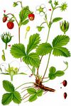 Wald-Erdbeere - Fragaria vesca L. 