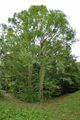 Ash - Fraxinus excelsior L.