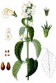 Gelber Hohlzahn - Galeopsis segetum Neck.