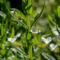 Gratiole - Gratiola officinalis L.