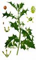 Holly - Ilex aquifolium L.