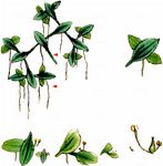 Dreifurchige Wasserlinse - Lemna trisulca L. 