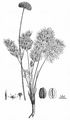 Kleine Mutterwurz - Ligusticum mutellinoides (Crantz) Vill.