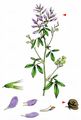 Lucerne - Medicago sativa L.