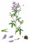 Saat-Luzerne - Medicago sativa L. 