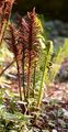 Ostrich Fern - Onoclea struthiopteris (L.) Roth