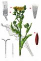 Hawkweed Oxtongue - Picris hieracioides L.