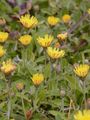 Mouse-Ear-Hawkweed - Pilosella officinarum Vaill.
