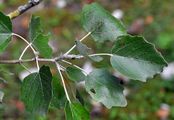 Silber-Pappel - Populus alba L.