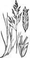 Andel - Puccinellia maritima (Huds.) Parl.